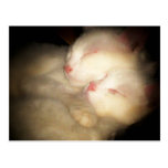 I Liebe Sie Kittys Postkarte