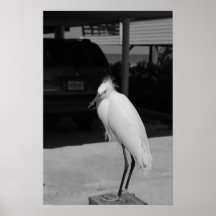 IBIS PLAKATE