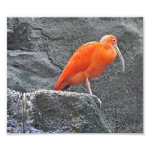 IBIS-Vogel Fotodruck