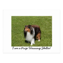 Ich bin ein Prize gewinnendes Sheltie! Postkarten
