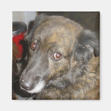 Ich denke, dass ich im Doghouse bin! Magnets