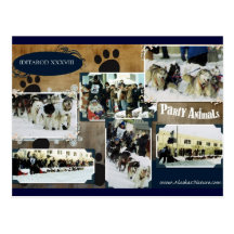 Iditarod Postkarte