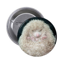 Igel Anstecknadel