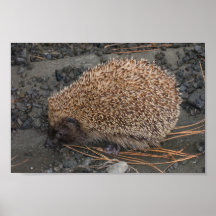 Igel auf kleinen schwarzen Felsen Posterdruck