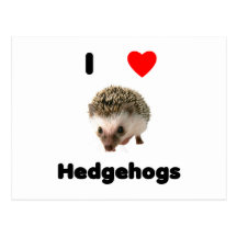 Igel der Liebe I Postkarte