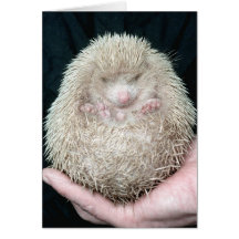 Igel Karten