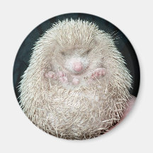 Igel Magnete
