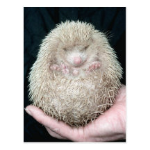 Igel Postkarte