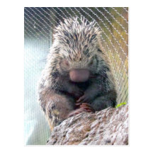 Igel Postkarten