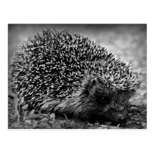 Igel Postkarten