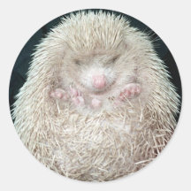 Igel Sticker