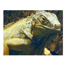 Iguana Photo Post Card