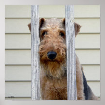 "Im Doghouse" Plakat