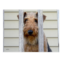 "Im Doghouse " Postkarten
