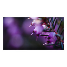 In Blüte 1861 Kunst Foto