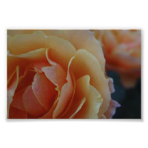 In der Blüte Fotografie