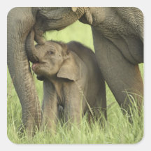 Indischer/asiatischer Elefant und Junge einer, Cor Quadratsticker