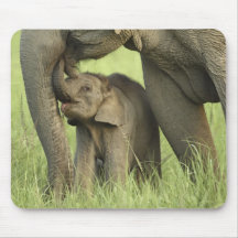 Indischer/asiatischer Elefant und Junge einer, Cor Mousepad