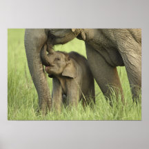 Indischer/asiatischer Elefant und Junge einer, Cor Posterdruck