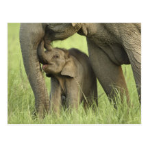 Indischer/asiatischer Elefant und Junge einer, Cor Postkarte