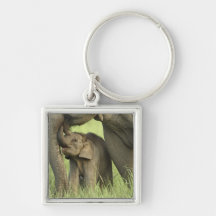 Indischer/asiatischer Elefant und Junge einer, Cor Schlüsselband