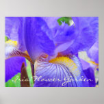 Iris-Blumen-Gartenkunst druckt die blaue lila Iris Posterdrucke