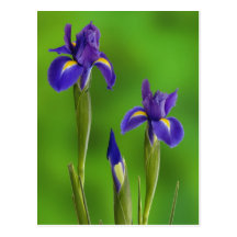 Iris-Blumen Postkarten