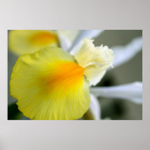 Iris-Blumenblatt-Makro Posterdruck