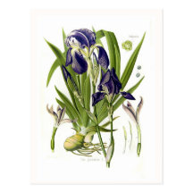 Iris germanica postkarte