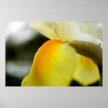 Iris-Makro Poster
