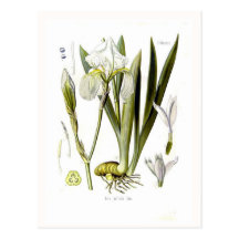 Iris pallida postkarte