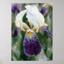 Iris Posterdrucke