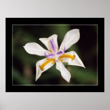 Iris Poster