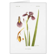 Iris tripetala durch Mary E Eaton Grußkarten