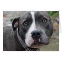 Irische blaue Hundegeburtstags-Karte Staffordshire