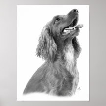 Irischer Setter Plakatdruck