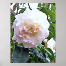 Isabella-Rose Plakatdrucke