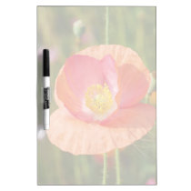 Island-Mohnblume memoboards