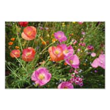 Island-Mohnblume Photographie