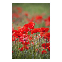 Italien, Toskana, Masse der Sommer-Mohnblumen here Foto Drucke