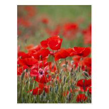 Italien, Toskana, Masse der Sommer-Mohnblumen here Postkarten
