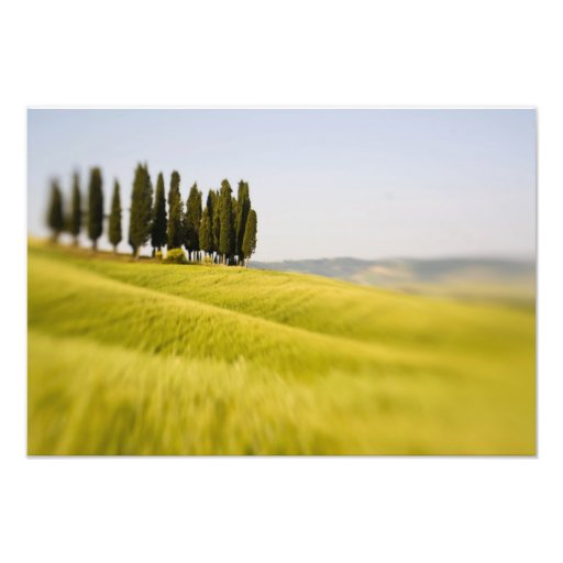 Italien Toskana, selektiver Fokus-Zypresse-Bäume Kunst Fotos