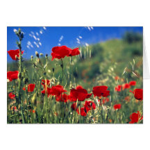 Italienische Mohnblumen Karte