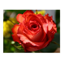 Italienische Rose Postkarten