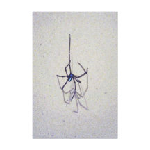 Itsy bitsy Spinne Leinwand Drucke