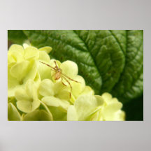 Itsy Bitsy Spinne Plakatdrucke