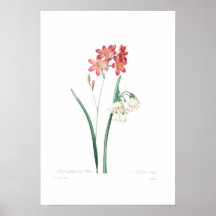 Ixia und Sommerschneeflocke Plakat