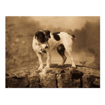 Jack der Vintage Jack-Russell-Terrier Postkarten