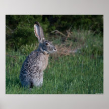 Jack-Kaninchen Poster