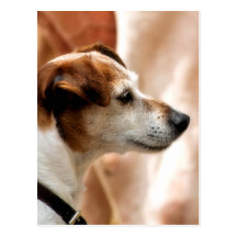 JACK-RUSSELL-TERRIER-HUND POSTKARTE